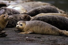 Seal
