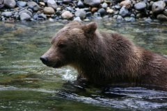Grizzly Bear