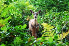 Deer