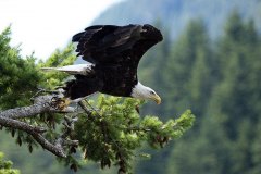 eagle