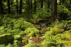 Rain Forest