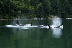 Orcas