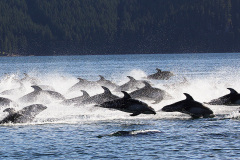 Dolphins