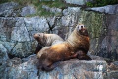 Sea Lions